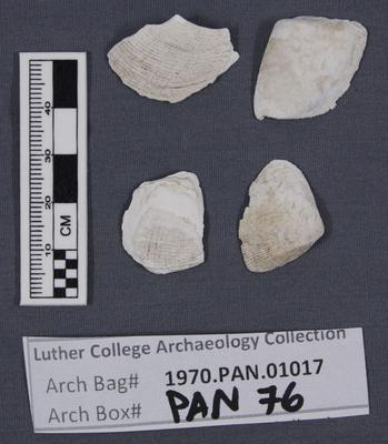 1970.PAN.01017: Bivalve shells