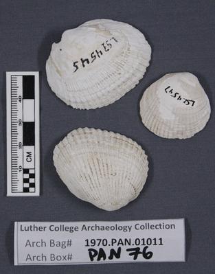 1970.PAN.01011: Burnt bivalve shells