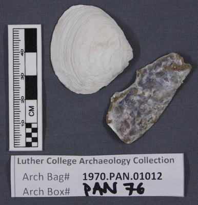 1970.PAN.01012: Bivalve shell and nacre (mother of pearl)