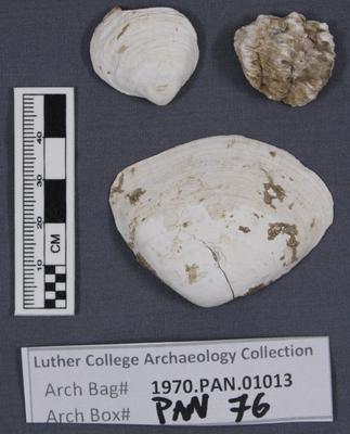1970.PAN.01013: Bivalve shells
