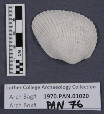 1970.PAN.01020: Bivalve shell