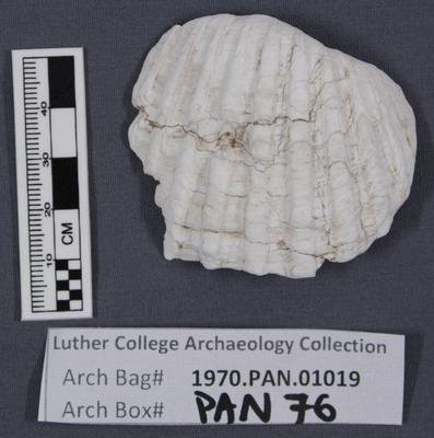 1970.PAN.01019: Bivalve shell fragment