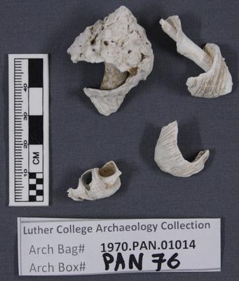 1970.PAN.01014: Shell fragments