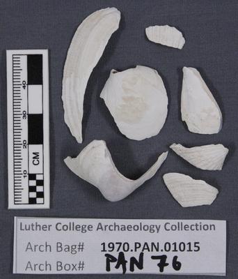 1970.PAN.01015: Bivalve shell fragment