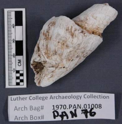 1970.PAN.01008: Conch shell